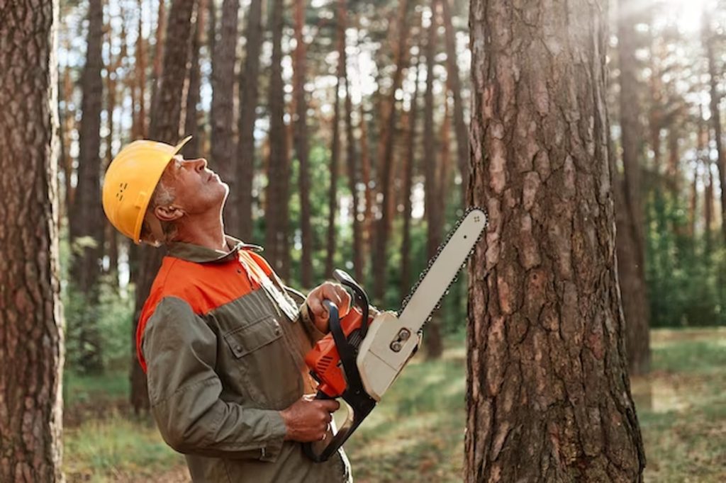 Tree Surgeon